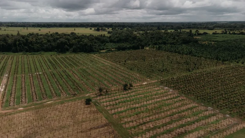 Racines profondes, horizons larges : l'agroforesterie comme stratégie de transformation des exploitations françaises