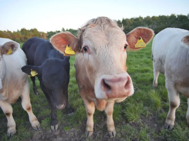 Nourrir ses bêtes sans dépendre du monde : l'autonomie fourragère comme levier de résilience pour les éleveurs français