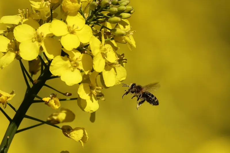 Drones, capteurs et bourdons : la nouvelle alliance entre technologie et pollinisateurs dans les champs français