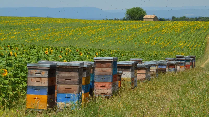 Haies, fossés, bandes fleuries : quand les marges de l'exploitation deviennent des leviers de rentabilité