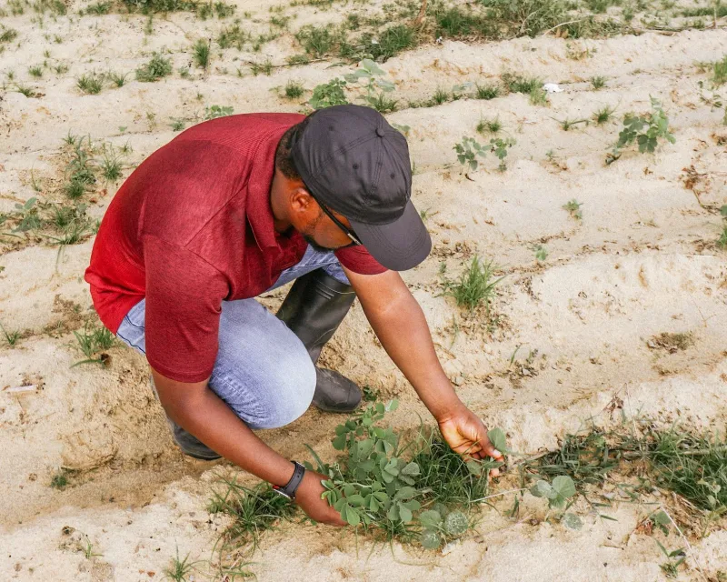 Légumineuses et protéagineux : les agriculteurs français aux avant-postes d'une nouvelle souveraineté alimentaire