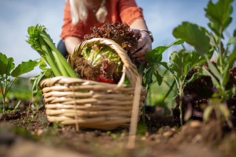 Ce que vaut vraiment un sol en bonne santé : les nouveaux indicateurs qui changent la lecture de la rentabilité agricole